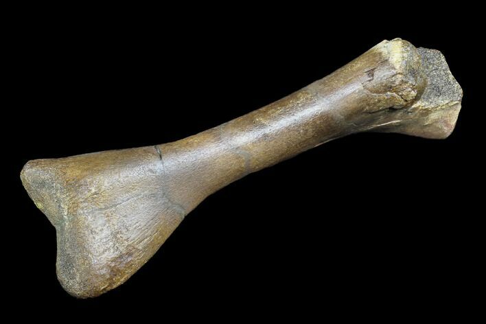 Juvenile Hadrosaur (Edmontosaurus) Tibia - Montana #87019